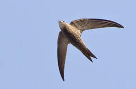 Pallid Swift