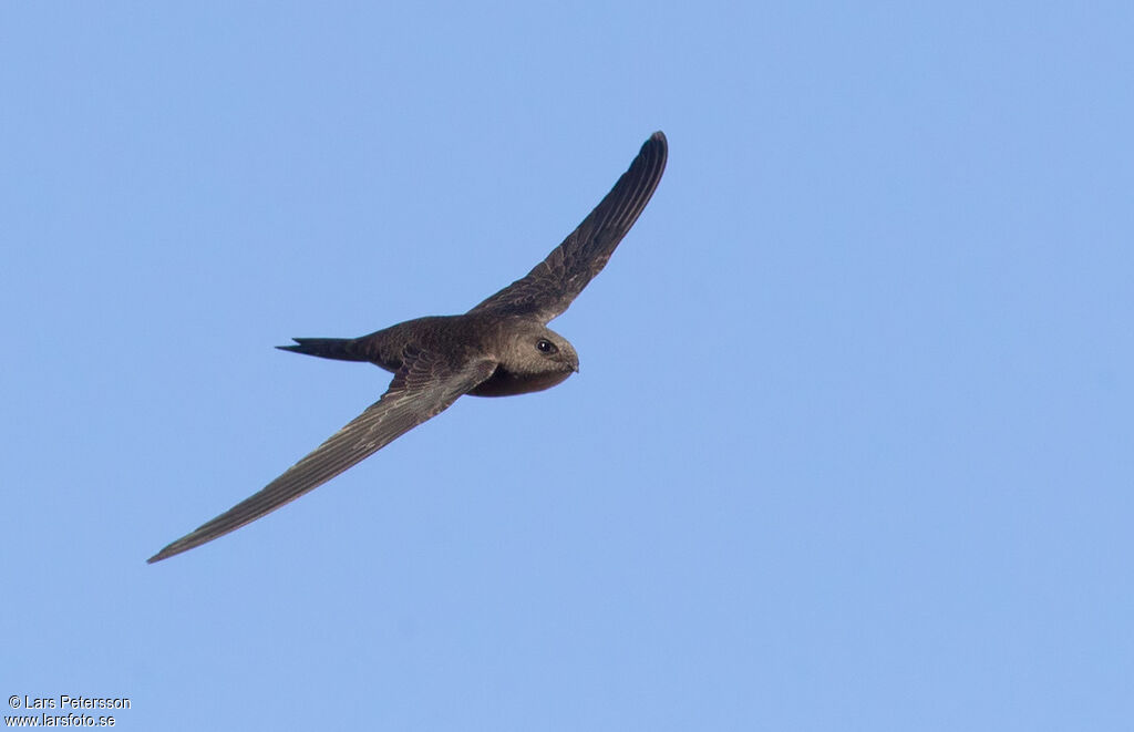 Pallid Swift