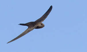 Pallid Swift