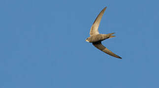 Pallid Swift