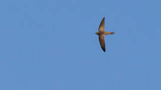 Pallid Swift