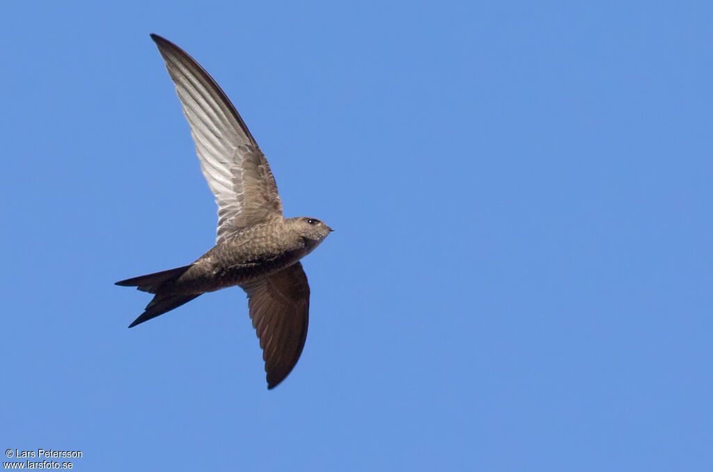 Pallid Swift