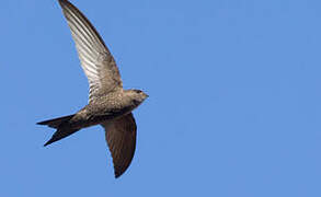 Pallid Swift