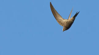 Pallid Swift