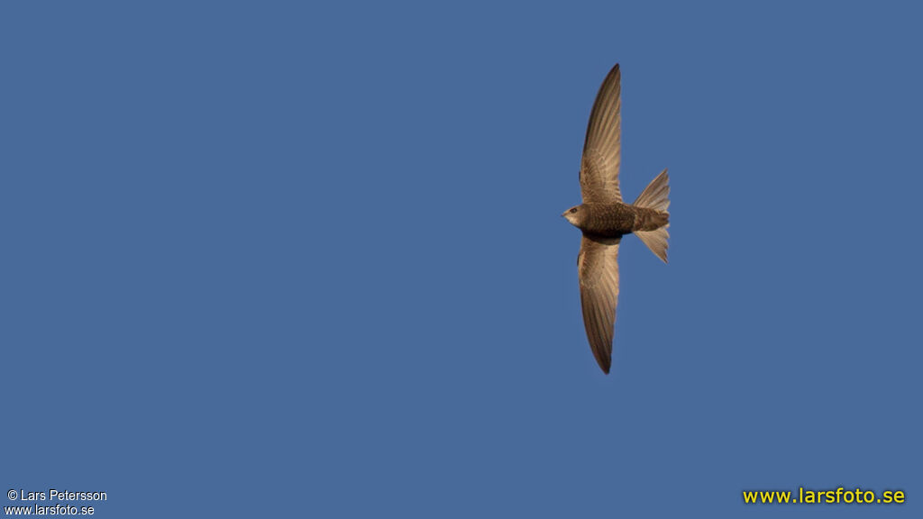 Pallid Swift