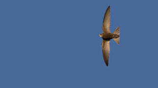 Pallid Swift