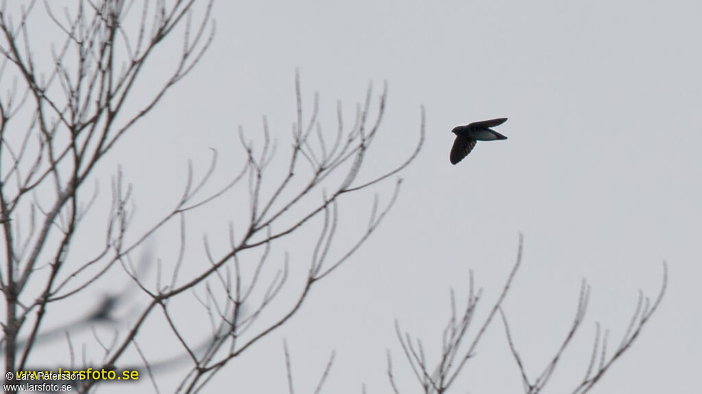 Papuan Spine-tailed Swift