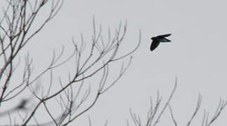 Papuan Spine-tailed Swift