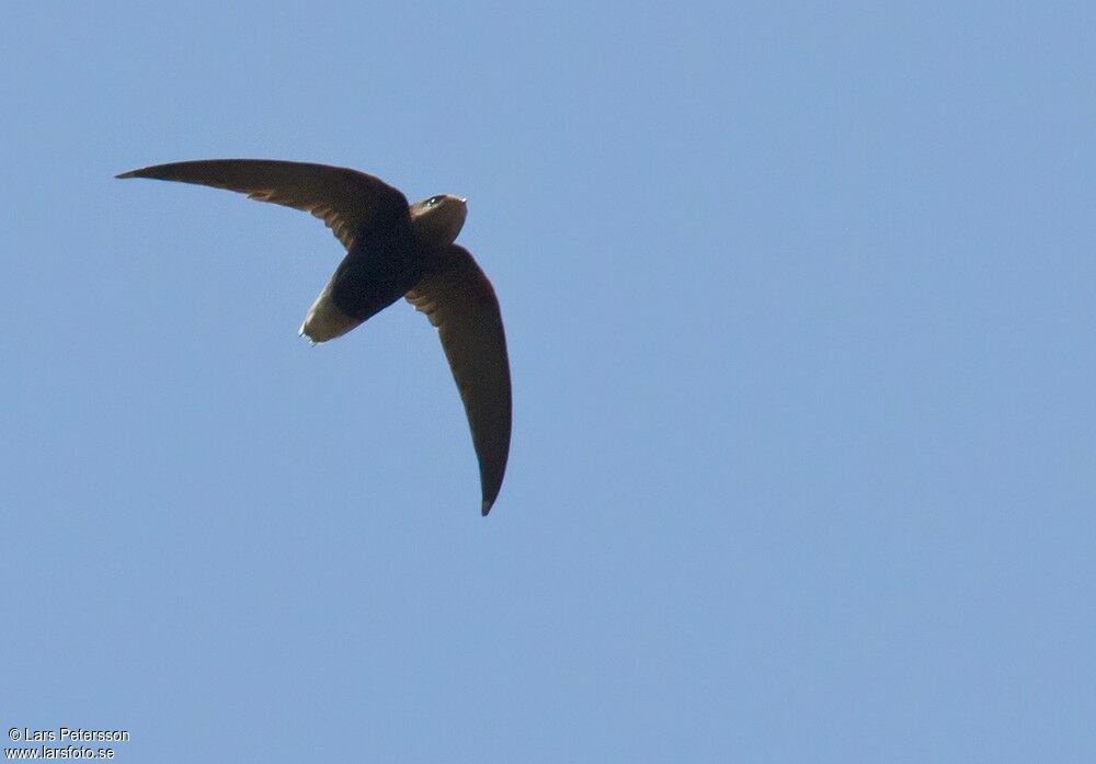 Short-tailed Swift