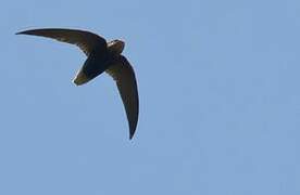 Short-tailed Swift