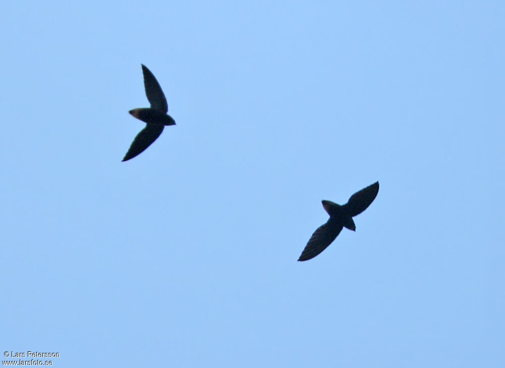 Short-tailed Swift