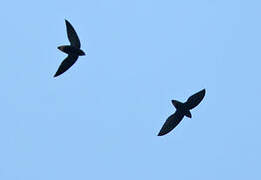 Short-tailed Swift