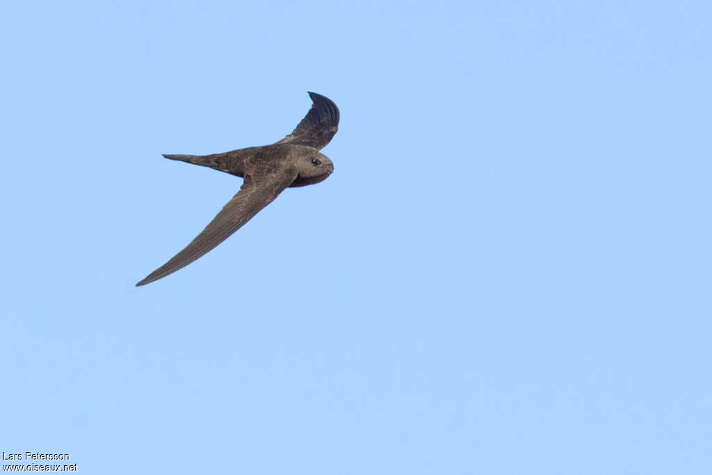 Plain Swiftadult, identification