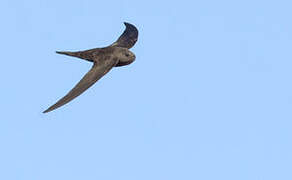 Plain Swift