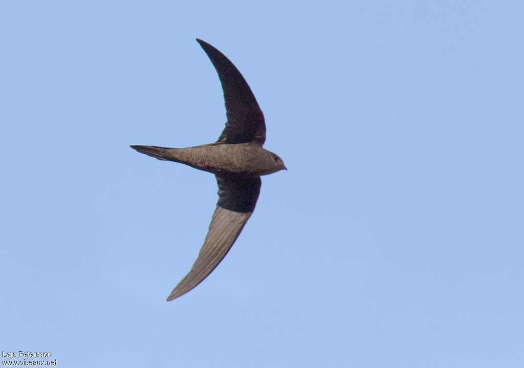 Plain Swiftadult, pigmentation