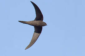 Plain Swift