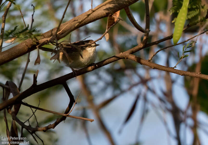 New Caledonian Thicketbird, identification