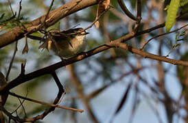 New Caledonian Thicketbird