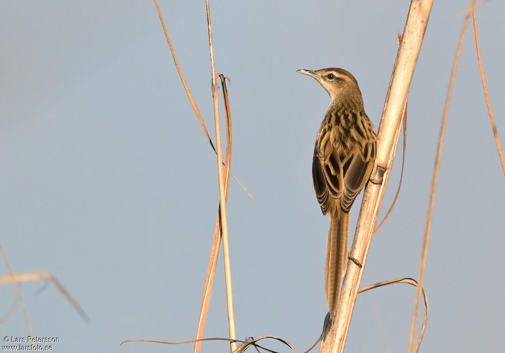 Striated Grassbird