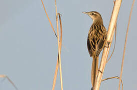 Striated Grassbird