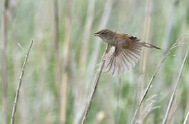 Marsh Grassbird