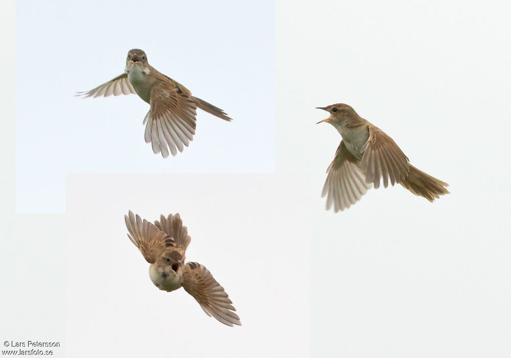 Marsh Grassbird