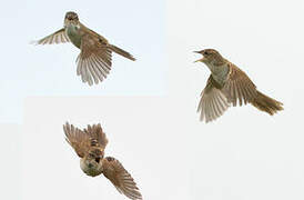 Marsh Grassbird