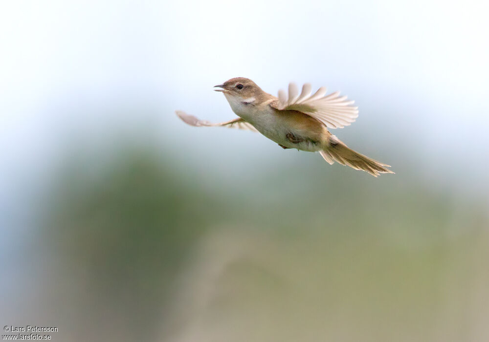 Marsh Grassbird