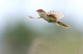 Marsh Grassbird