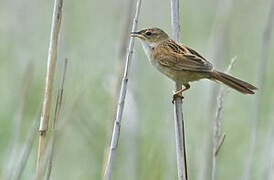 Marsh Grassbird