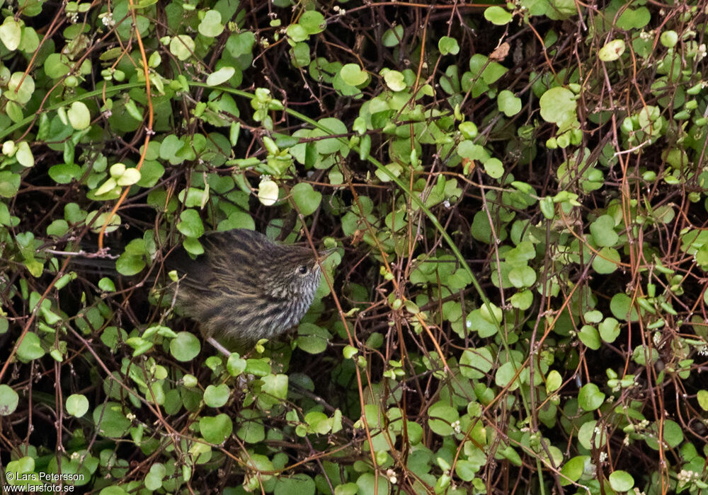 New Zealand Fernbird