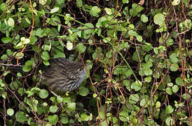 New Zealand Fernbird