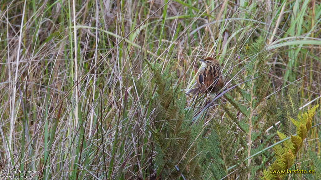 Papuan Grassbird