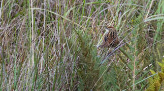 Papuan Grassbird