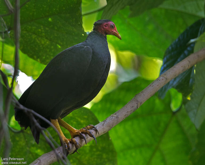 Mégapode de Layardadulte, identification