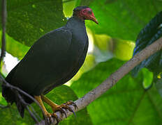 Vanuatu Megapode