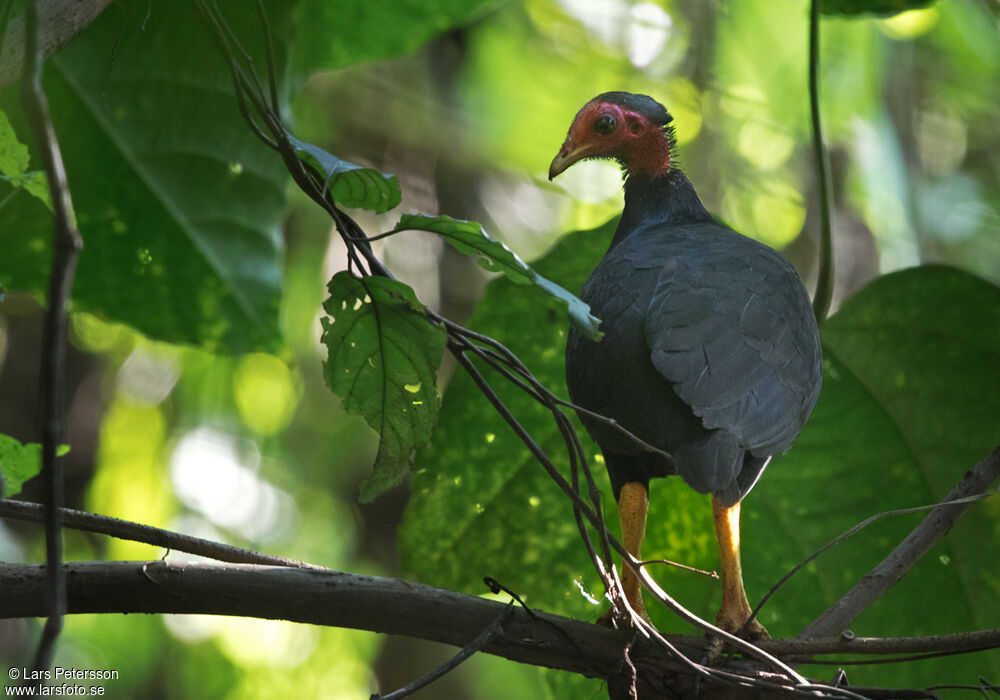 Vanuatu Megapode