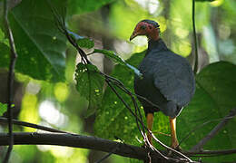 Vanuatu Megapode