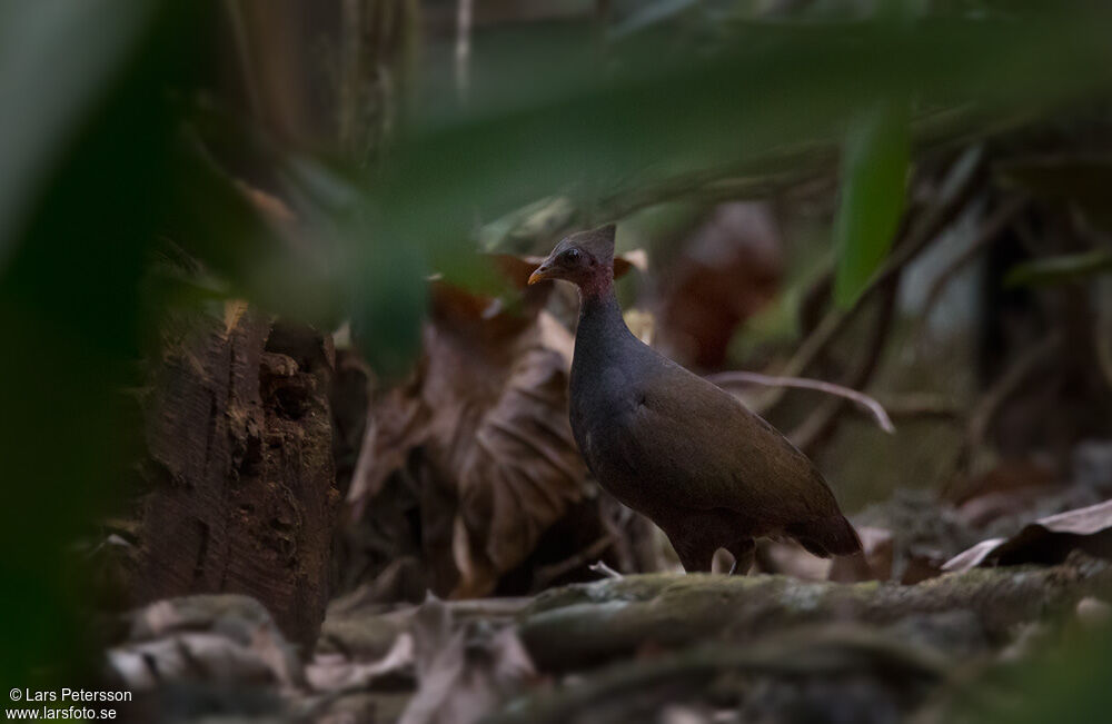 New Guinea Scrubfowl