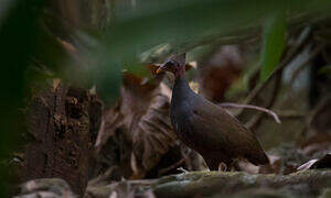 New Guinea Scrubfowl