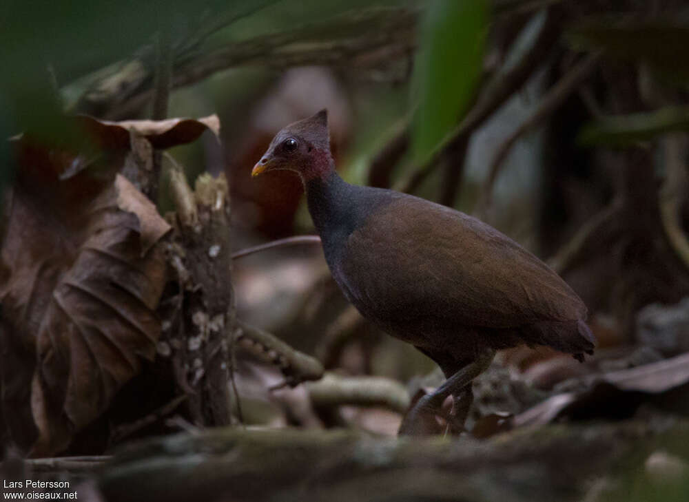 New Guinea Scrubfowl