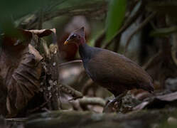 New Guinea Scrubfowl