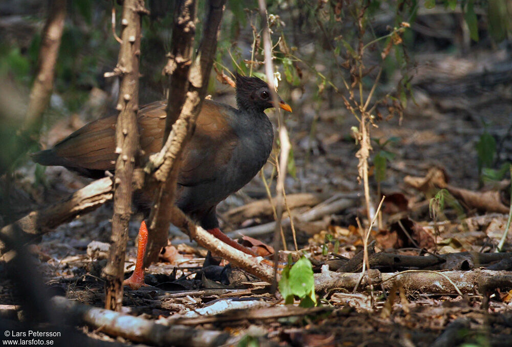 Orange-footed Scrubfowl