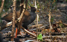 Orange-footed Scrubfowl