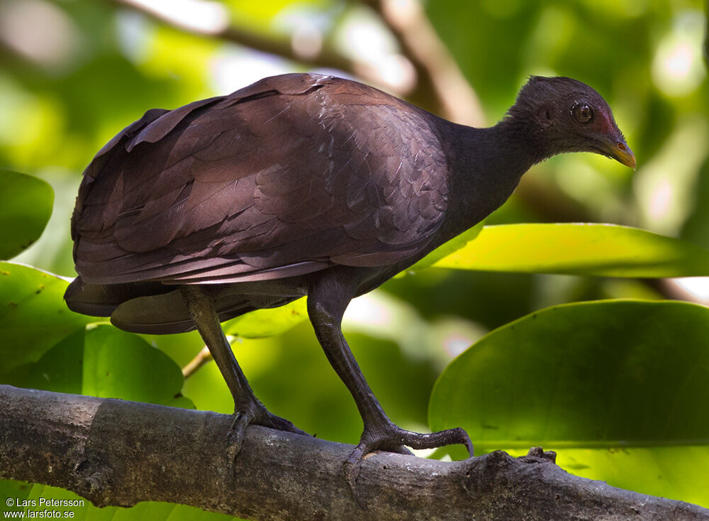 Melanesian Megapode