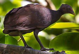 Melanesian Megapode