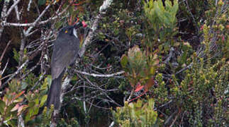 Short-bearded Honeyeater