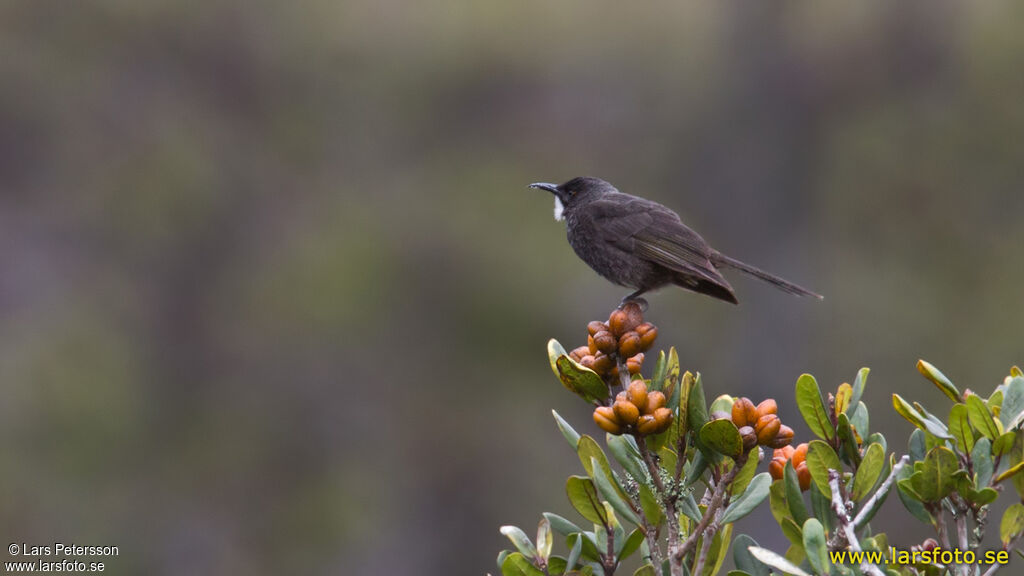 Short-bearded Honeyeater