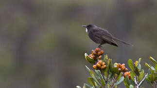 Short-bearded Honeyeater