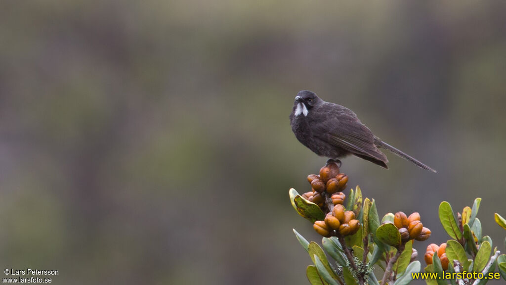 Short-bearded Honeyeater